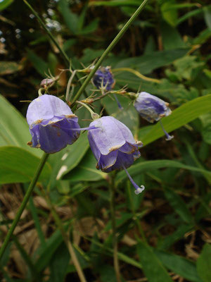 珍しい？ツリガネニンジンの八重咲き(二重花？)