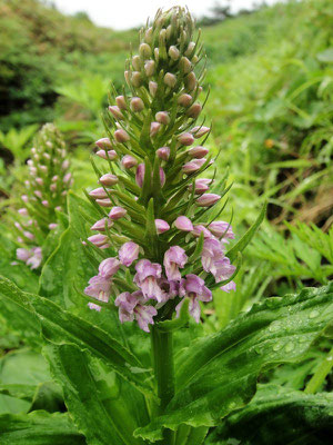 ノビネチドリ　2010.06.19　山形県   　alt=1420m