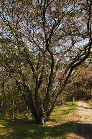 大きな桜の木があった