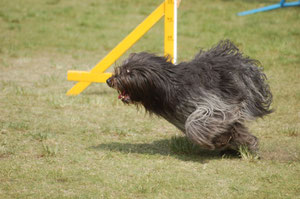 wie man sieht, haben auch diese Hunde Augen... ;-)