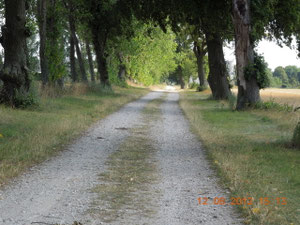 Lindenallee, alter Baumbestand