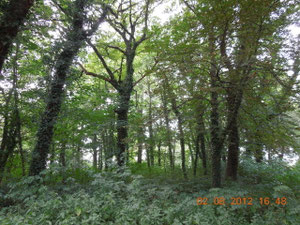 Der Park von Baumersroda