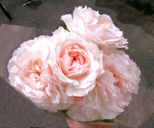 これがオマケの薔薇ねw