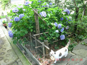 これは、猫ちゃん(=^・^=)と紫陽花ねw