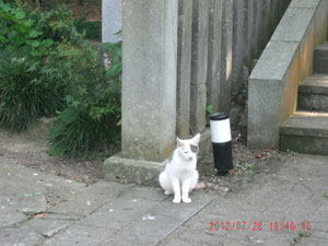 当然猫ともデートねw
