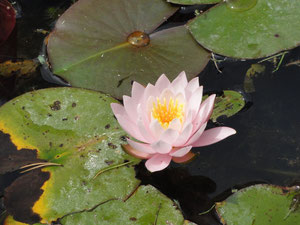 Nénuphar à l'arboretum d'Ingrannes