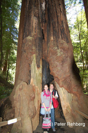 Muir Woods: "Buntspechte"