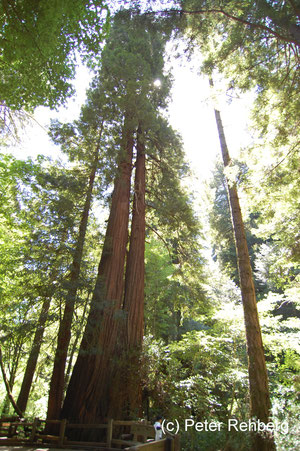 Muir Woods