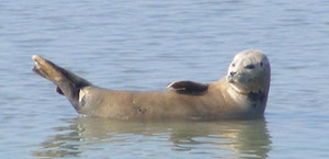 Pensez à réserver votre sortie nature pour découvrir les phoques de la Baie de Somme...sous le soleil!