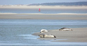 Réservez votre sortie nature découverte des phoques en Baie de Somme avec Découvrons la Baie de Somme