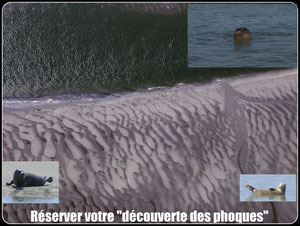 Réservation de la sortie découverte de la colonie de phoques en Baie de Somme avec votre guide nature