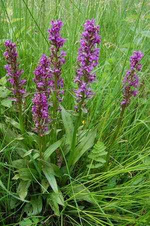 Akut gefährdeter Quellsumpf im Fördergebiet mit mittelgroßem Bestand des Breitblättrigen Knabenkrauts - wohl das letzte vitale Vorkommen dieser Orchidee  im Kreis Vechta, Foto: Frye / NABU 2010