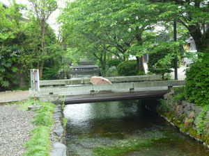 梅花藻とハリヨの地蔵川