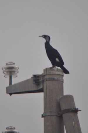 cormorano p.c.sinensis