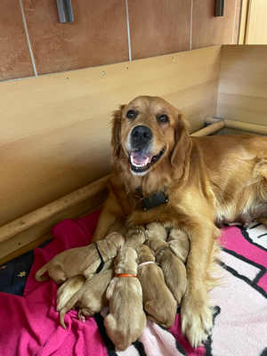 Am 04.09.22 hat Famke neun Welpen bekommen. Es sind sieben Rüden und zwei Hündinnen.