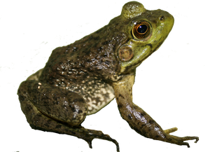 Lithobates catesbeianus (Valle del Cauca-Colombia)