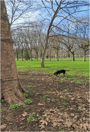 Aller au parc de la Pépinière avec un chien