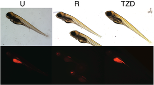 (click to enlarge) Figure 4. Pharmacology causing decreases or increases in fat metabolism is visually detectable in a quantitative fashion by using live zebrafish nile red fluorescence microscopy