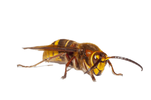 frelon  image  transparent insectes png pour illustration ecole montessori