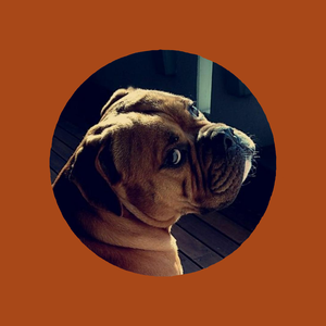 Pickwick Caius Continental Bulldog