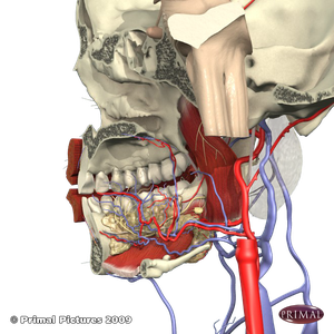 Oral cavity and TMJ