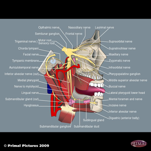 Distribution of the trigeminal nerve