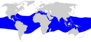 Asessuata incontri NZ