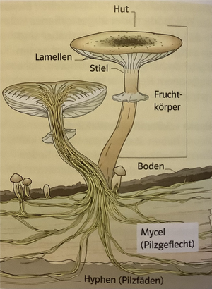 Wie sind Pilze aufgebaut
