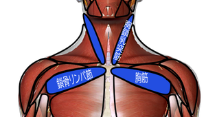 胸筋