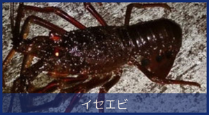 イセエビ