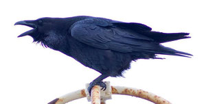 Raven. Photograph taken by Ommarrun, Ómar Runólfsson on flickr and reuable under Creative Commons Licence: Attribution-Noncommercial-Share Alike 2.0 Generic. See Acknowledgements for a link to flickr.