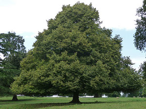 A specimen small-leafed lime; in woodland situations they would not grow as symmetrically as this. Image by Stephen Richards on Geograph SO7786 reusable under Creative Commons licence Attribution-ShareAlike 2.0 Generic (CC BY-SA 2.0).