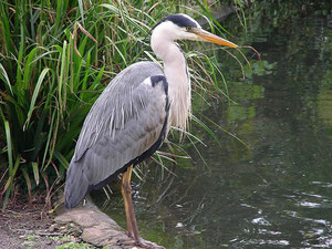 Heron. Photograph by that_james on Flickr, reusable under Creative Common Licence Attribution-Non-Commercial-No Derivative Works 2.0 Ge1neric. 