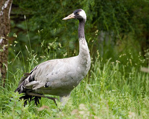 A crane photographed in England by Keith Marshall. Image downloaded from Flickr under Creative Commons Licence Attribution-Noncommercial-Share Alike 2.0 Generic.