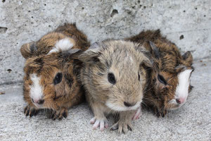 Mina, Mipp und Momo