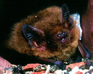 Rata Penada de Cabrera (Pipistrellus pygmaeus). Autor: M.A. Monsalve.