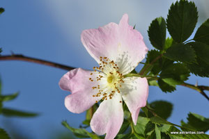 Rosa dumalis-Rosa vosagiaca-Rosa reuteri - Vogesenrose - Blaugrüne Rose - Rosier des Vosges - Rosa dei Vosgi è Rosa selvatica di montagna - Wildrosen - Wildsträucher-Heckensträucher-Ökologie-Wildrose