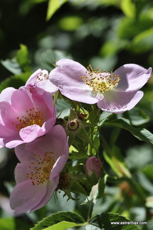 Rosa dumalis-Rosa vosagiaca - Rosa reuteri - Vogesenrose - Blaugrüne Rose - Rosier des Vosges - Rosa dei Vosgi è Rosa selvatica di montagna - Wildrosen-Wildsträucher-Heckensträucher-Ökologie-Wildrose