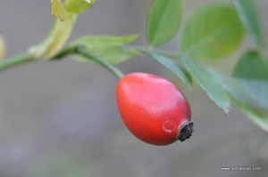 Rosa corymbifera - Rosa dumetorum - Busch-Rose - Hecken-Rose - Rosier corymbifère - Rosa corimbifera - Wildrosen - Wildsträucher - Heckensträucher - Artenvielfalt - Ökologie - Biodiversität - Wildrose