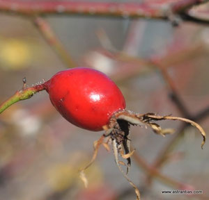 Rosa rubiginosa - Wein-Rose - Schottische Zaunrose - Rosier églantier - Rosa balsamina - Wildrosen - Wildsträucher - Heckensträucher - Artenvielfalt - Ökologie - Biodiversität - Wildrose