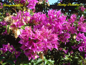 Bougainvillée