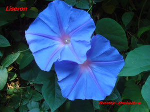 Liseron bleu