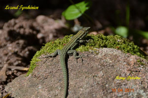 Lezard Tyrrhenien
