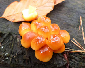 Samtfußrübling (Flammulina velutipes agg.)