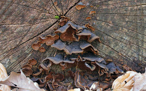 Umberbrauner Borstenscheibling (Hymenochaete rubiginosa)