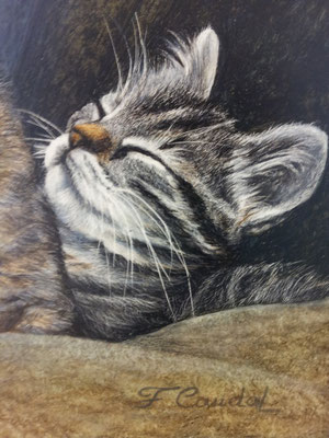 petit chat endormi Françopise Caudal
