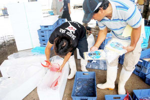 尖閣諸島周辺で釣れたアカマチなどの箱に「尖閣」商標シールを貼る高江洲社長=10日午前、八重山漁協