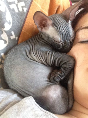 Nacktkatze Sphynx