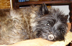 Trude nach getaner Arbeit        oder auch : der Cairnterrier-das schottische Grabewunder