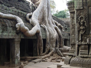 Ta Prohm Temple (Angkor)
